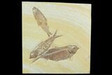 Three Fossil Fish (Knightia) - Green River Formation, Wyoming #122768-1
